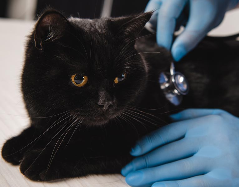 vet using a stethoscope on a black cat