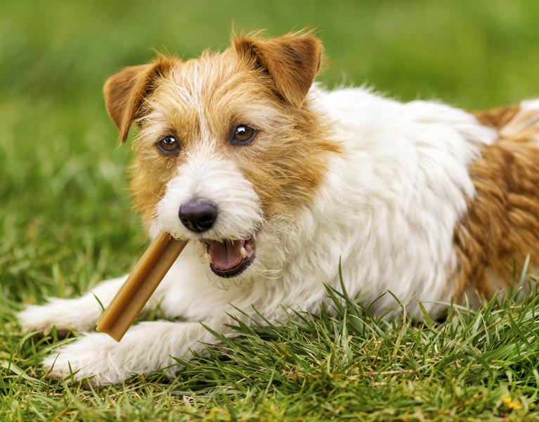 Dog chewing on a dental stick in the grass