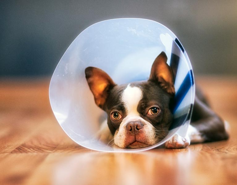 Dog with a plastic cone to protects itself after having surgery