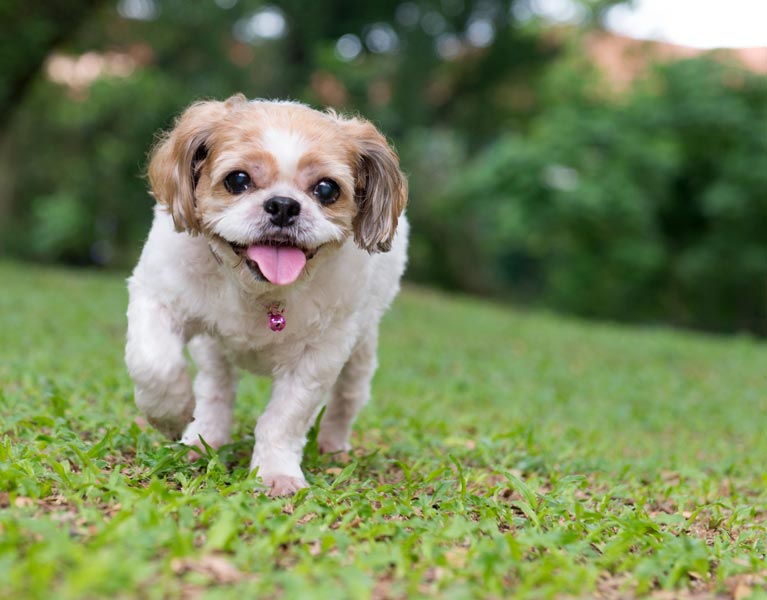 Happy dog running through the grass